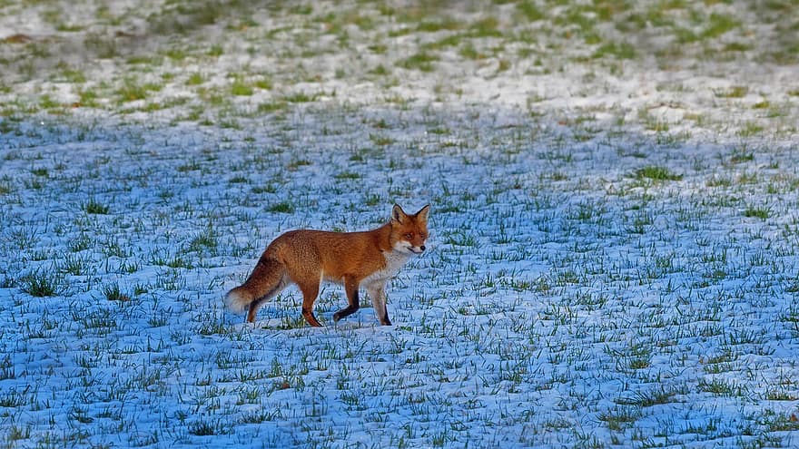 vos, wild, winter, sneeuw, dieren in het wild, schattig, vacht, huisdieren, rode vos, één dier, op zoek