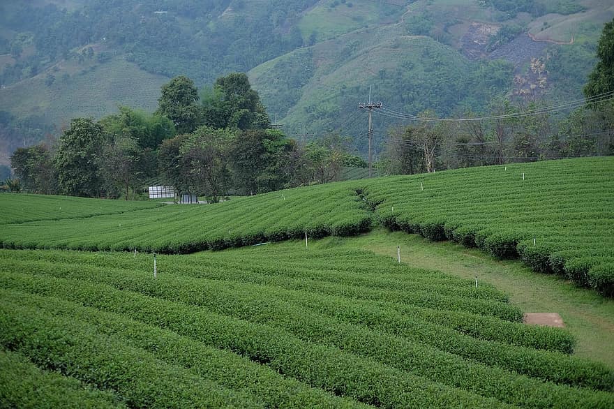 чайные плантации, ферма, сельское хозяйство, сельхозугодья, чайная ферма, выращивание, пейзаж, природа, сельская местность