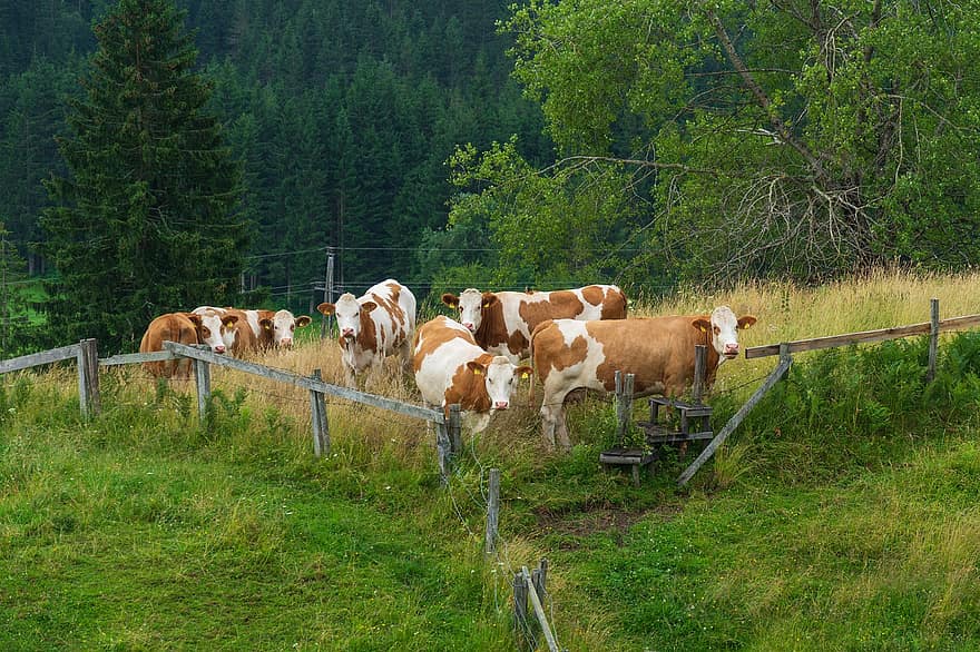 krávy, dobytek, pastvina, zemědělství
