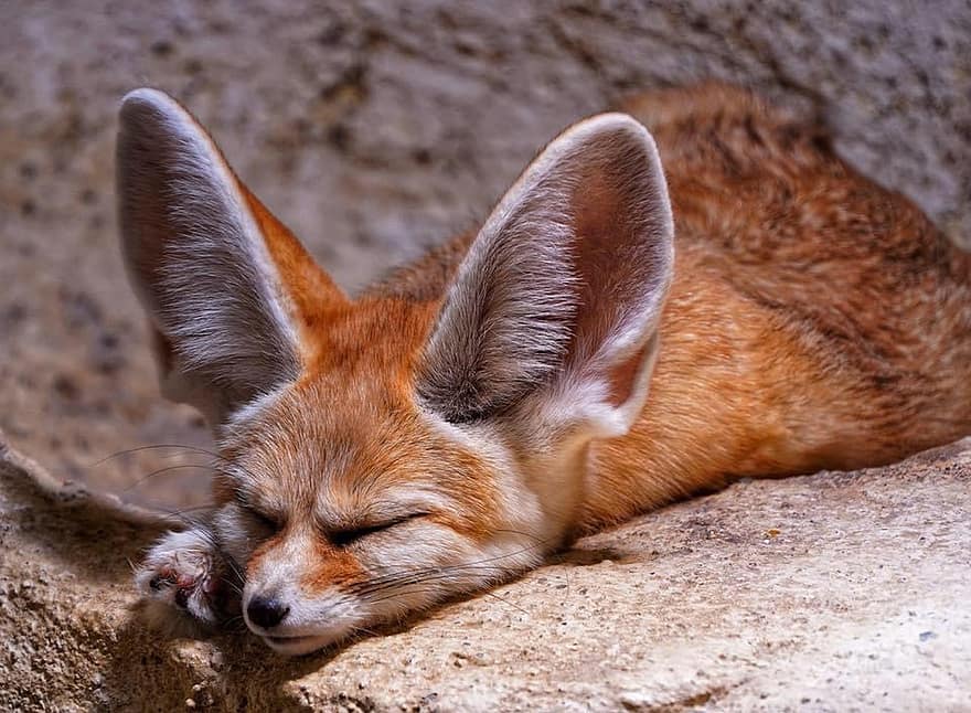 Desert Fox, Fennec Fox, Zoo, Animal, Small, Ears, Pretty