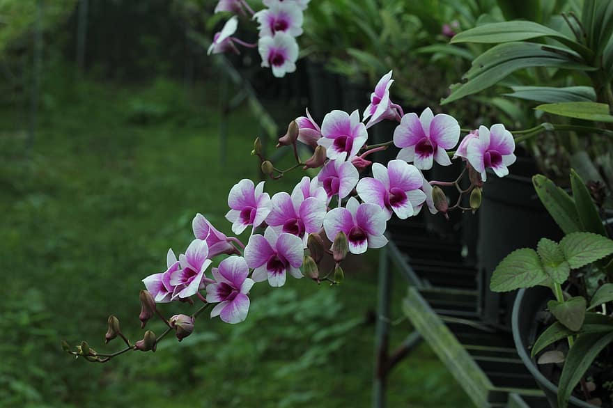 květ, dendrobium, orchidej, cattleya, botanika, růst, makro