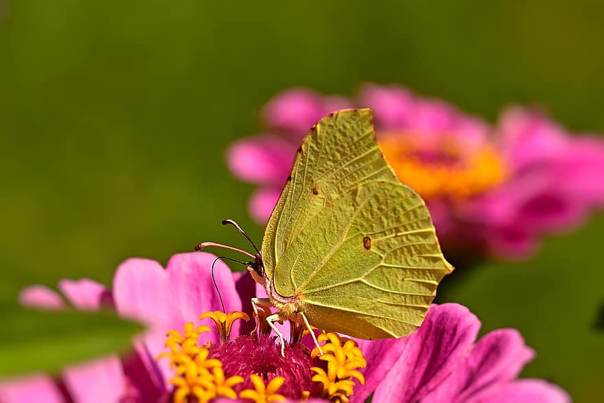 papillon, gonepteryx rhamni, insecte, été, fleur, Floraison