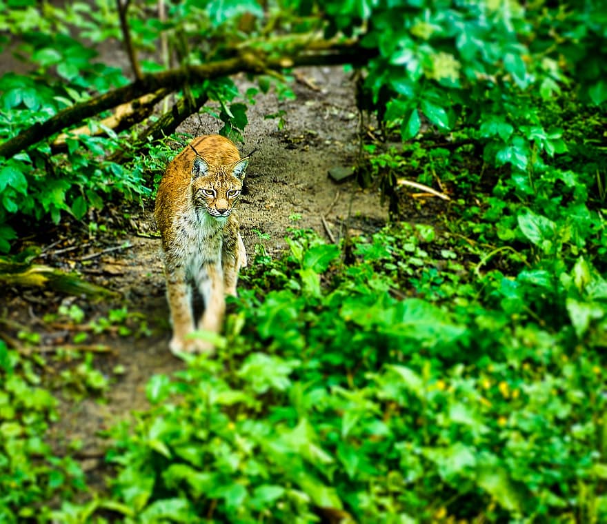 Lynx, animal, mammifère, prédateur, faune, la nature, lynx, photographie de la faune, sauvage
