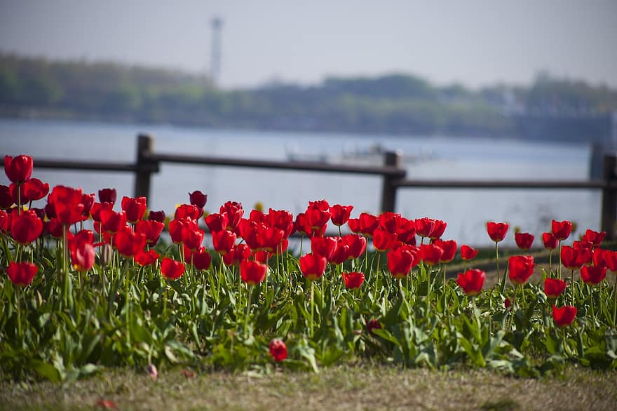 tulipanes, las flores, tulipanes rojos, Flores rojas, pétalos, pétalos rojos, floración, flor, flora, floricultura, horticultura