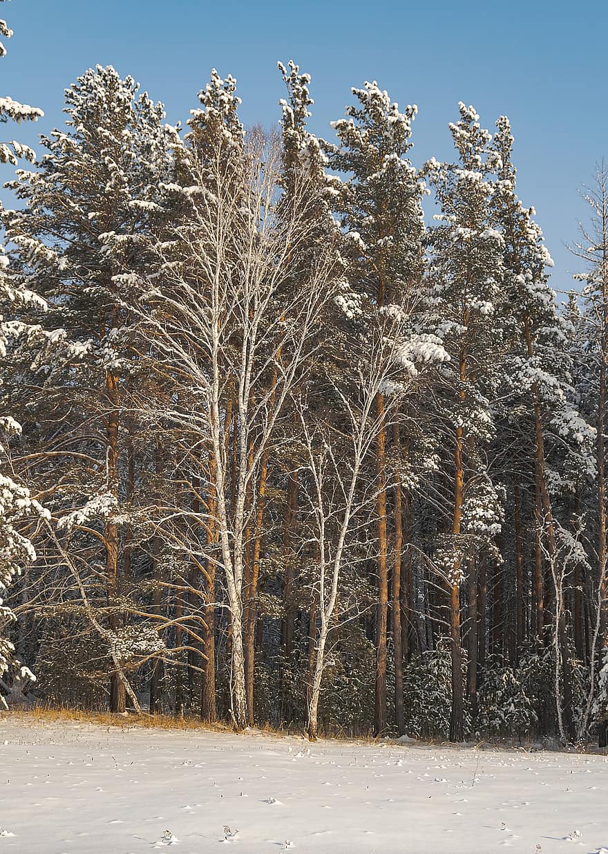 cây, chi nhánh, gỗ, rừng, sương giá, tuyết, mùa đông, Thiên nhiên, ngoài trời, sắc đẹp, vẻ đẹp, Nước đá