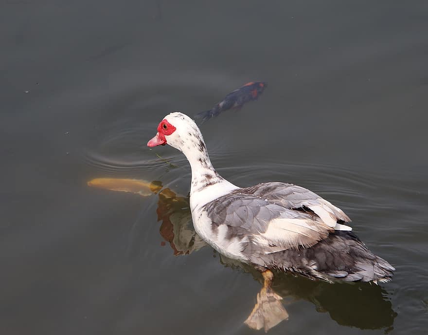 Muscovy Duck, Bird, Pond, Duck, Waterfowl, Water Bird, Aquatic Bird, Animal, Feathers, Plumage, Koi Fish