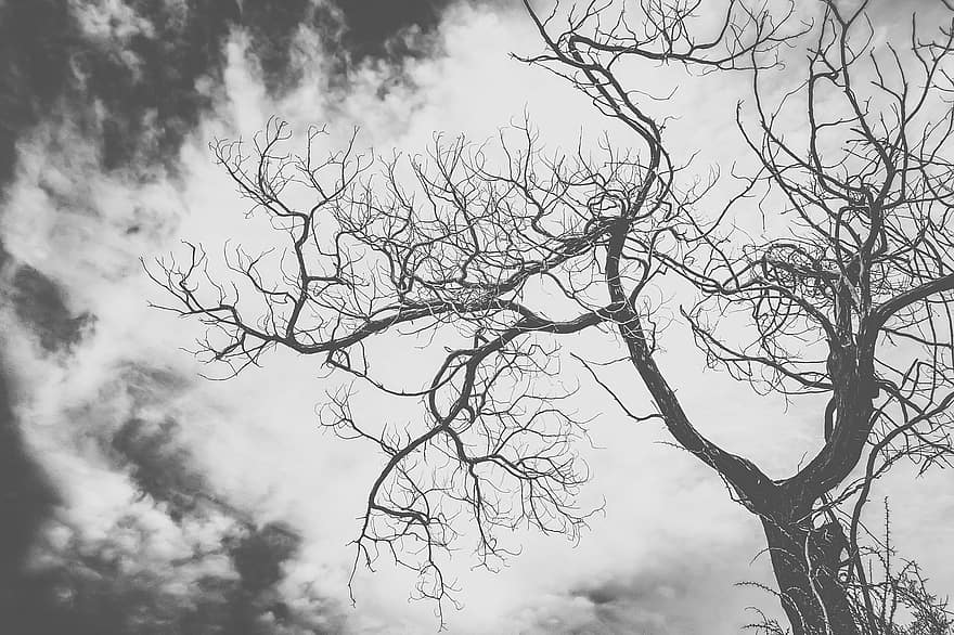 boom, takken, wolken, stapelwolk, natuur, tak, silhouet, herfst, achtergronden, zwart en wit, seizoen