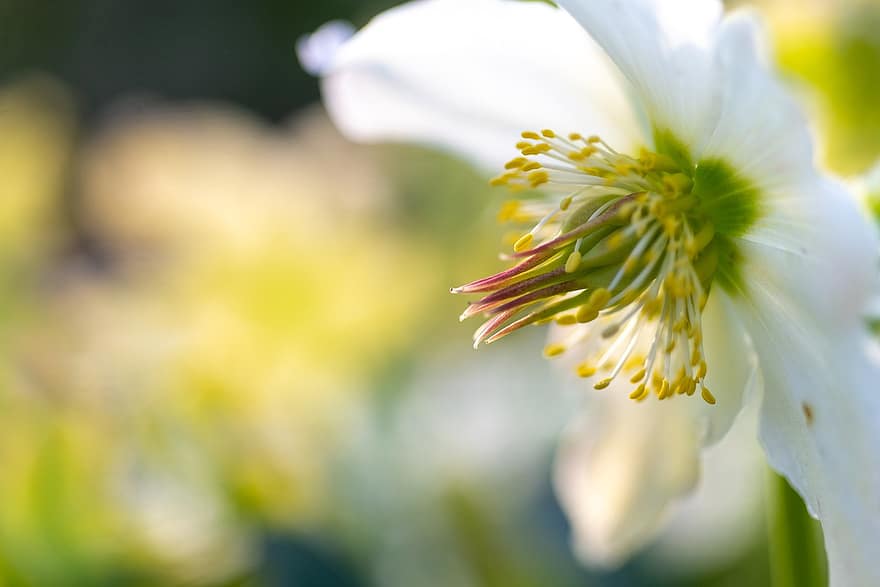 λουλούδι, πέταλα, ύπερος άνθους, στημόνας, λευκό λουλούδι, ανθίζω, φυτό, χλωρίδα, closeup