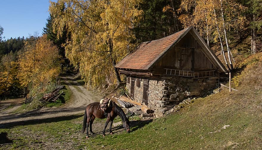 patria, otoño, caballo, naturaleza, temporada
