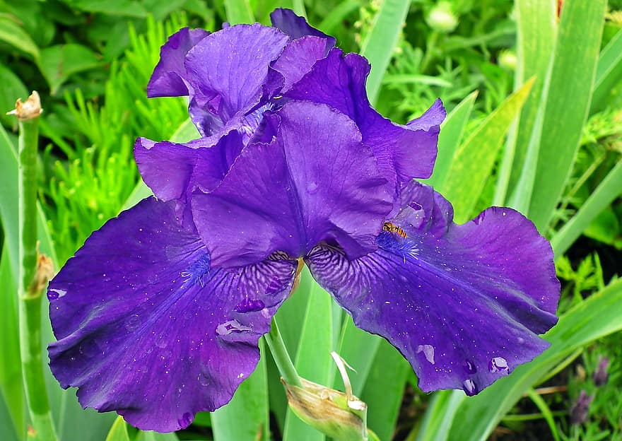 iris, blomst, blå, plante, forår, lilla, have, kosaćcowate, kronbladene, natur