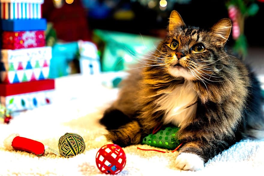котка, домашен любимец, Коледа, играчки, животно, домашна котка, котешки, бозайник, сладък, кожен, портрет