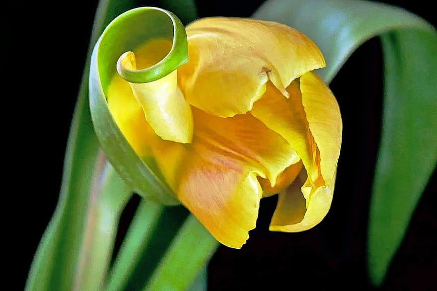 tulipe, fleur, plante, fleur jaune, pétales, Floraison, fleur de printemps, foncé