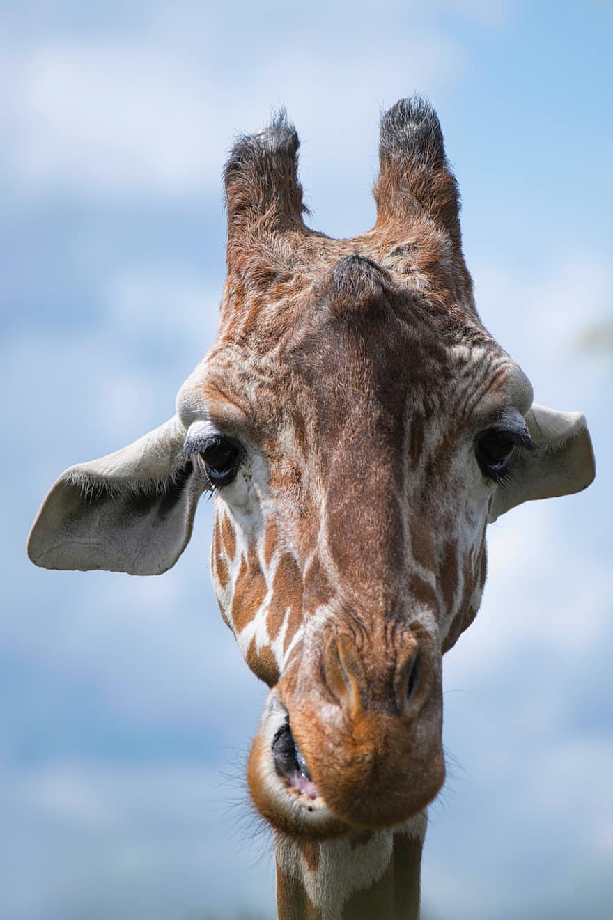 giraf, portræt, tæt på, Afrika, namibia, safari, pattedyr, fik øje på, fauna