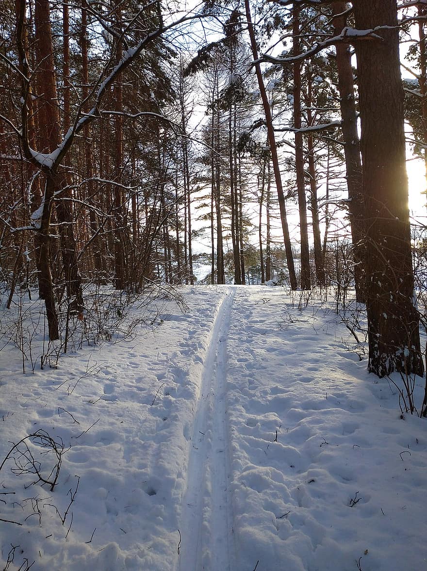 път, сняг, зима, гора, каране на ски, слънце, дърво, сезон, пейзаж, скреж, лед