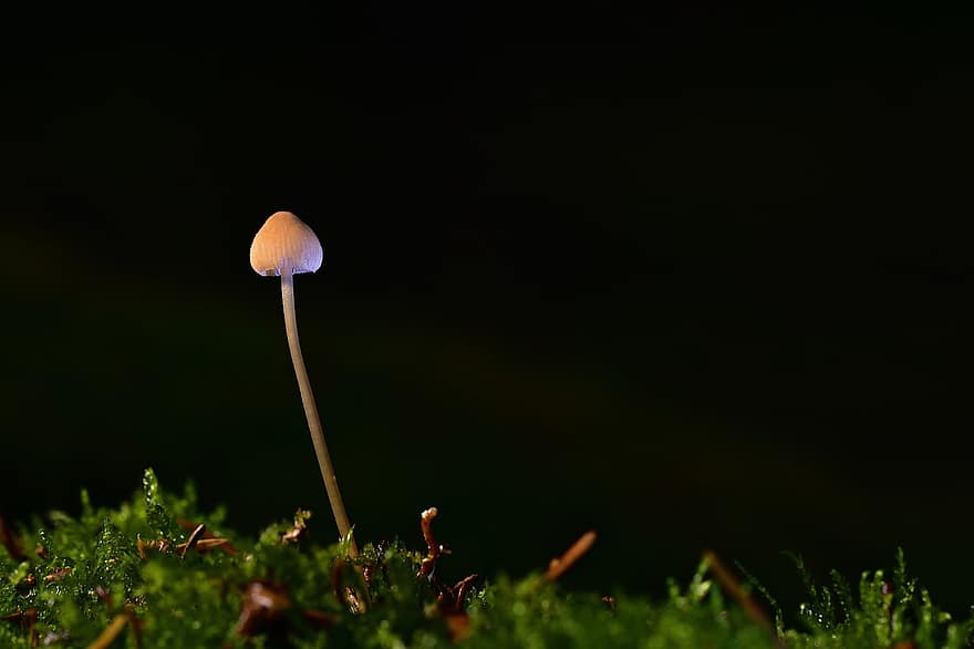 Mushroom, Toadstool, Moss, Small Mushroom, Tiny Mushroom, Fungus, Forest, Forest Floor, Nature