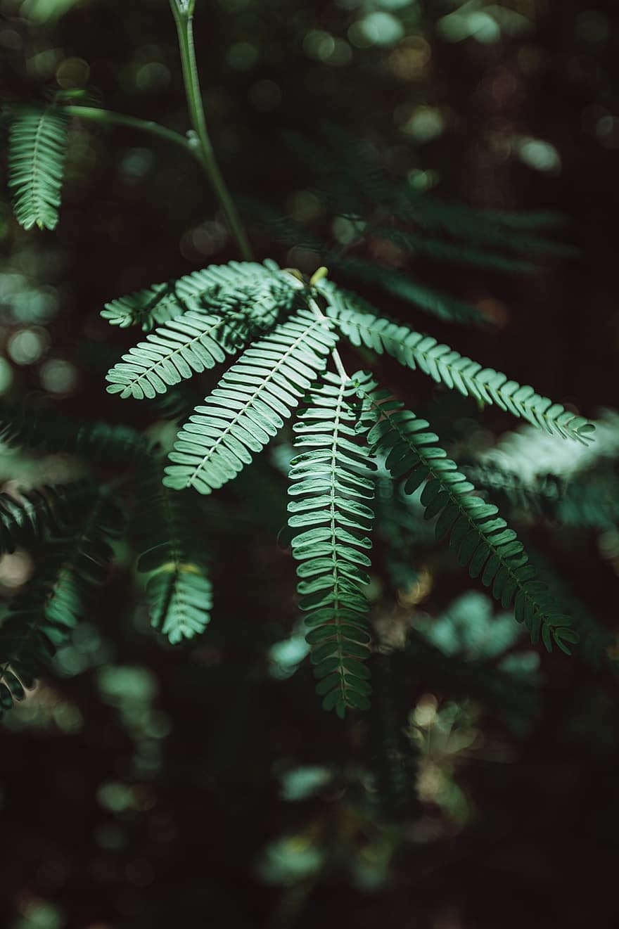 Plant, Green, Macro, Nature, Summer, Jungle, Garden, Forest, Tree, Natural, Leaves