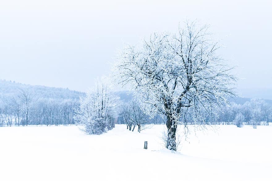 Feld, Wald, Winter, Österreich, Schnee, Landschaft, Baum, Jahreszeit, Frost, Eis, Ast