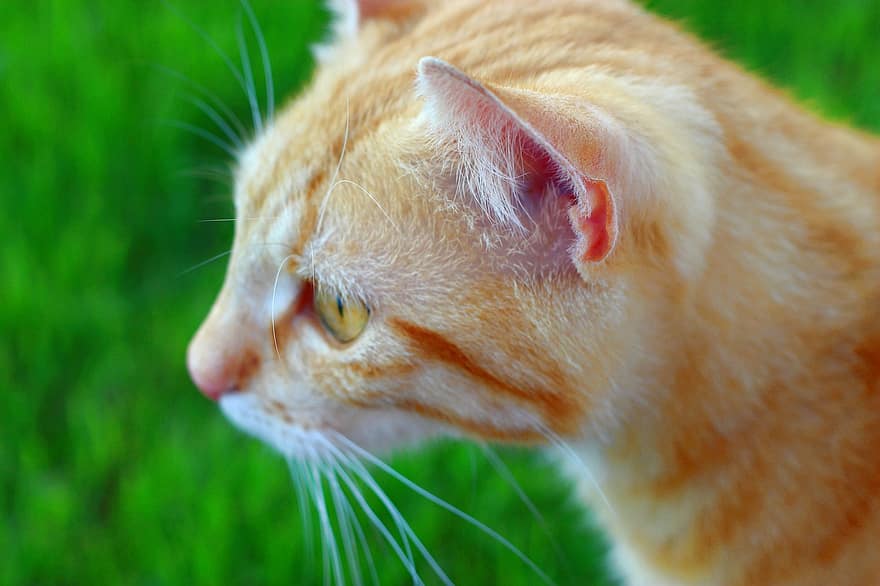 котка, домашен любимец, животно, глава, оранжев табби, клюкарка, домашна котка, котешки, бозайник