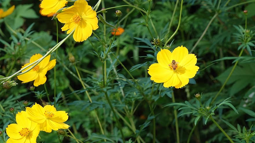 硫黄コスモス、フラワーズ、蜂、昆虫、動物、黄色い花、咲く、花、フローラ、工場、春