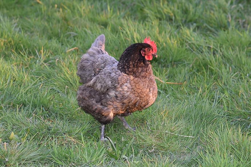 пиле, кокошка, -обхват Пиле, домашни птици, ферма за животни, животновъдство, ферма, трева, птица, селско стопанство, добитък