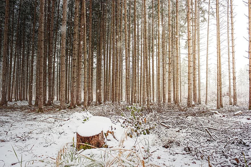 ฤดูหนาว, ธรรมชาติ, ต้นไม้, ป่า, ความเป็นป่า, หิมะ