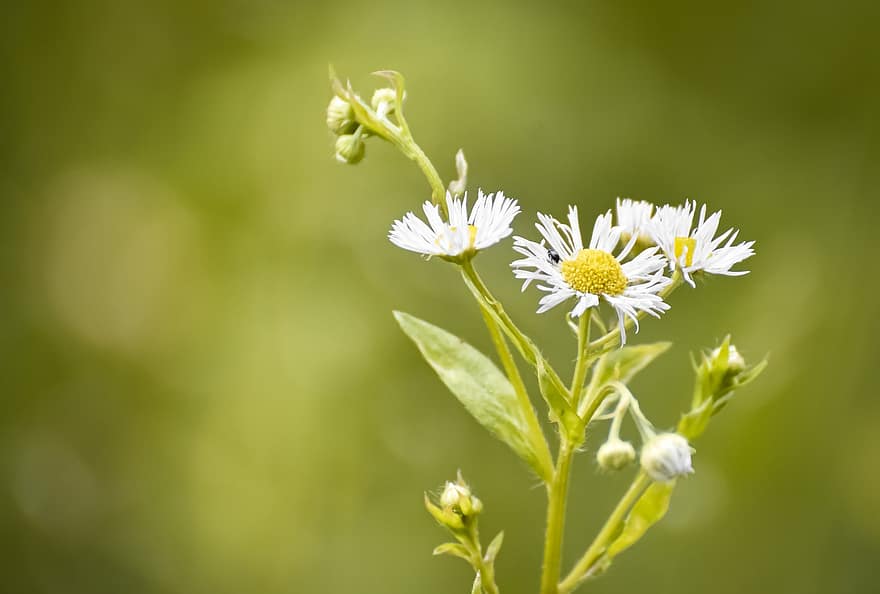 Daisies, Flowers, Buds, White Flowers, Blossom, Bloom, Plant, Flowering Plant, Ornamental Plant, Flora, Nature