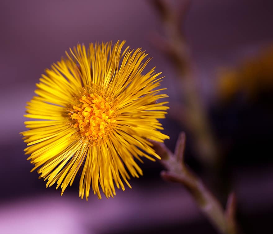 Flower, Coltsfoot, Bloom, Botany, Blossom, Macro, Early Bloomer, Spring Awakening, Spring, Yellow, close-up