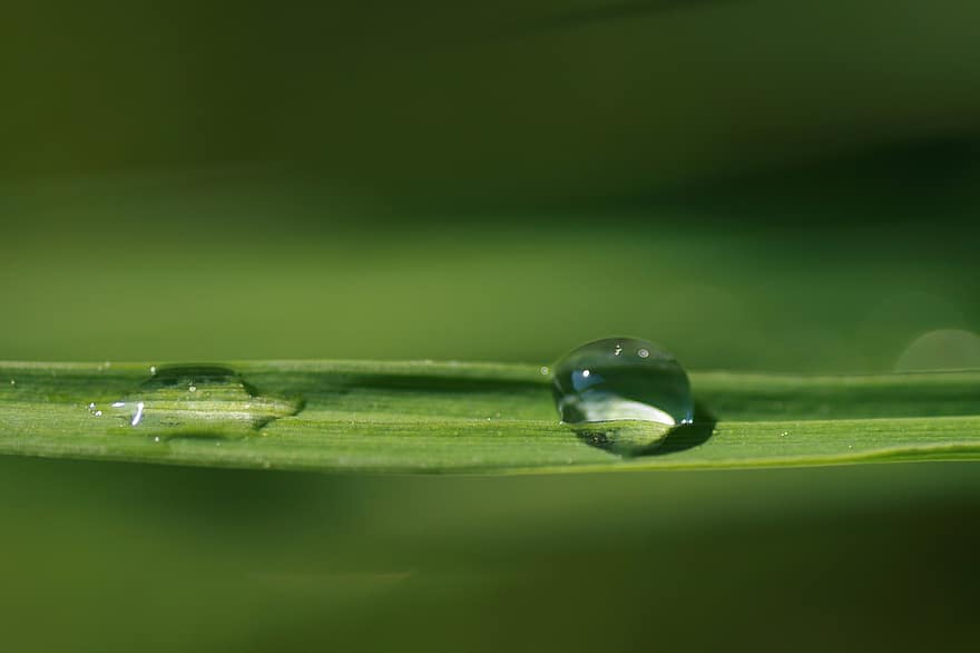 Grass, Leaf, Dew, Dewdrops, Water Droplets, Green, Plant, Nature, Light