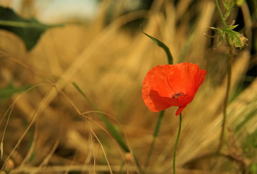 Poppy, Flower, Red Poppy, Red Flower, Petals, Red Petals, Bloom, Blossom, Meadow, Flora, Nature