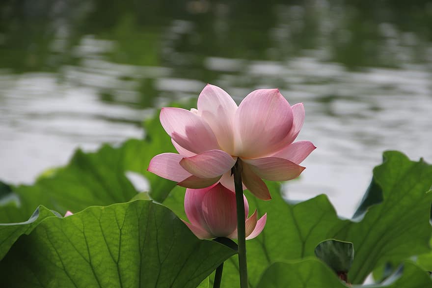 lotus, flor, flor de lotus, naturalesa, full, planta, cap de flor, estiu, pètal, primer pla, estany