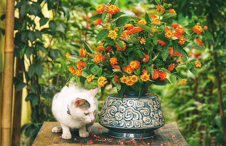 кошка, цветок