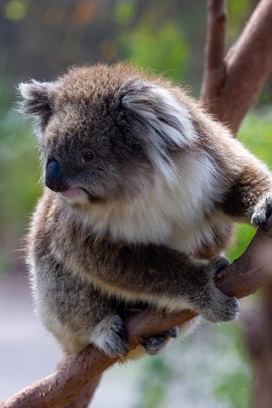 koala, erszényes állat, emlős, állat, fa, ág, természet, vadvilág, eukaliptusz, anyanyelvi