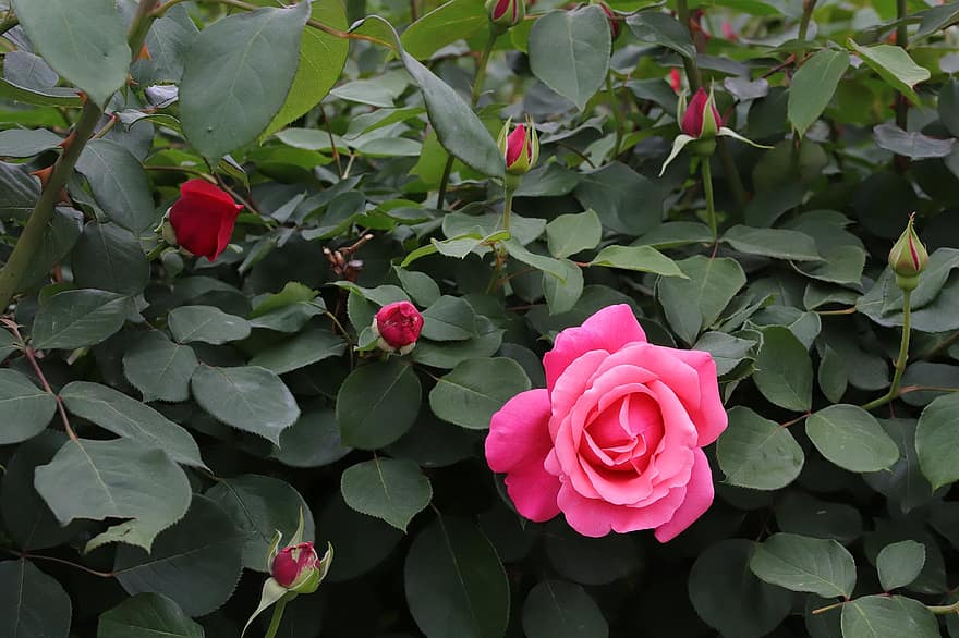 τριαντάφυλλα, ροζ τριαντάφυλλα, ροζ λουλούδια, λουλούδια, άνοιξη, κήπος, άνθος, φράζω, macro, φύλλο, φυτό