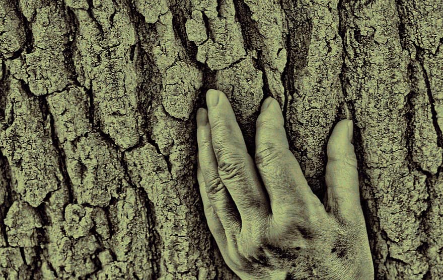 Kora drzewa, dłoń, tekstura, drzewo, stary, ludzka ręka, las, zbliżenie, pnia drzewa, roślina, mężczyźni