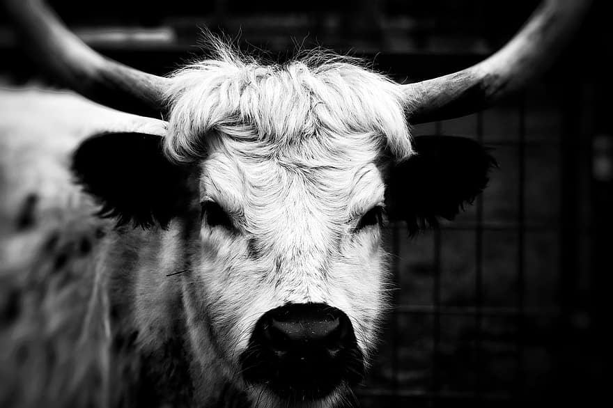 Animal, Beef, Highland Cattle, Bull, Mammal, Species, Fauna, Cattle, Agriculture, farm, cow