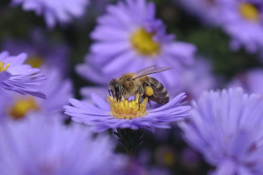 abelha, inseto, pólen, flores, pétalas, natureza, querida, néctar, apicultura, jardim, flor
