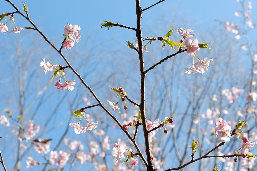 sakura, květiny, třešňové květy, růžové okvětní lístky, okvětní lístky, květ, flóra, jarní květiny, Příroda, jaro, větev