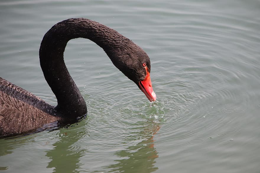 черный лебедь, птица, озеро