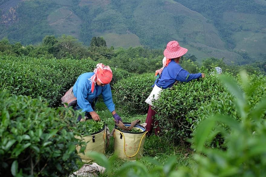 agricultores, cosecha, plantación de té, Chiang Rai, agricultura, hojas de té, granja de té