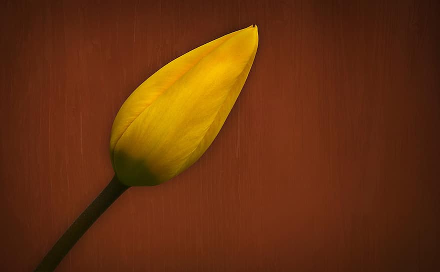 amarillo, tulipán, brote, rojo, fondo, atención, de cerca, tulipanes, las flores, flor, naturaleza
