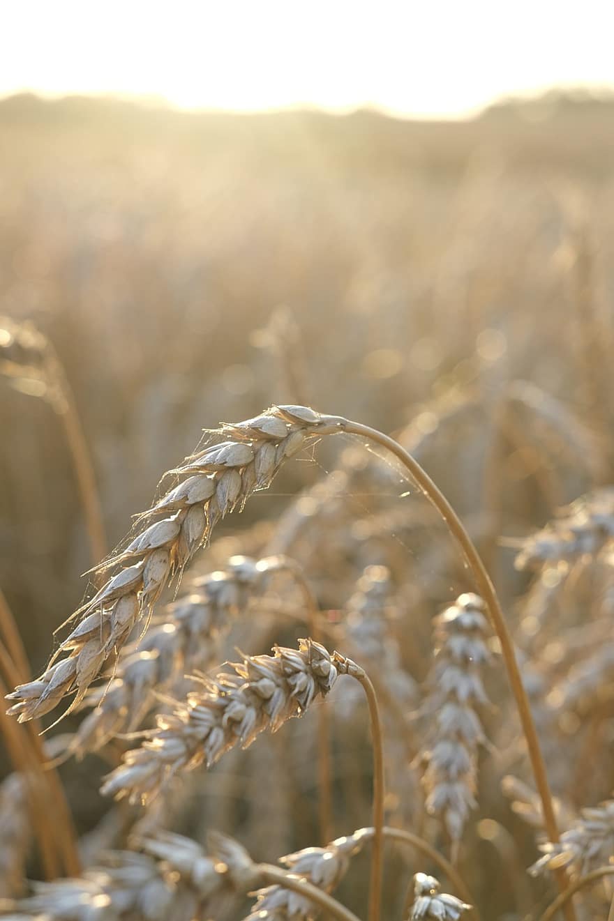 пшеница, реколта, поле, зърнени култури, пшенично ухо, растение, ферма, селско стопанство, природа, слънчева светлина