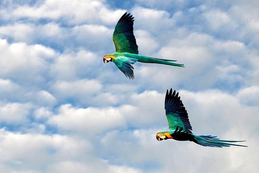 Parrots, Flying Birds, Birds, Animals, Nature, Sky, Landscape