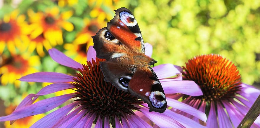 påfugl sommerfugl, pollinering, blomster, insekt, sommerfugl, natur
