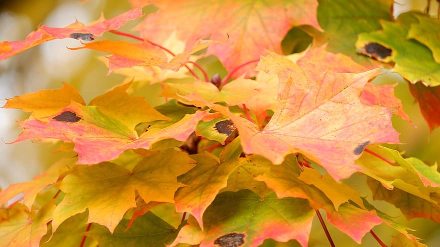 кленовый, листья, падать, осень, кленовые листья, Осенние листья, желтые листья, листва, ветка, дерево, завод