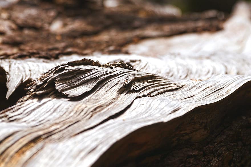 Wood, Tribe, Tree, Forest, Nature, Log, Texture, Gloomy, Tree Bark, Material, Old