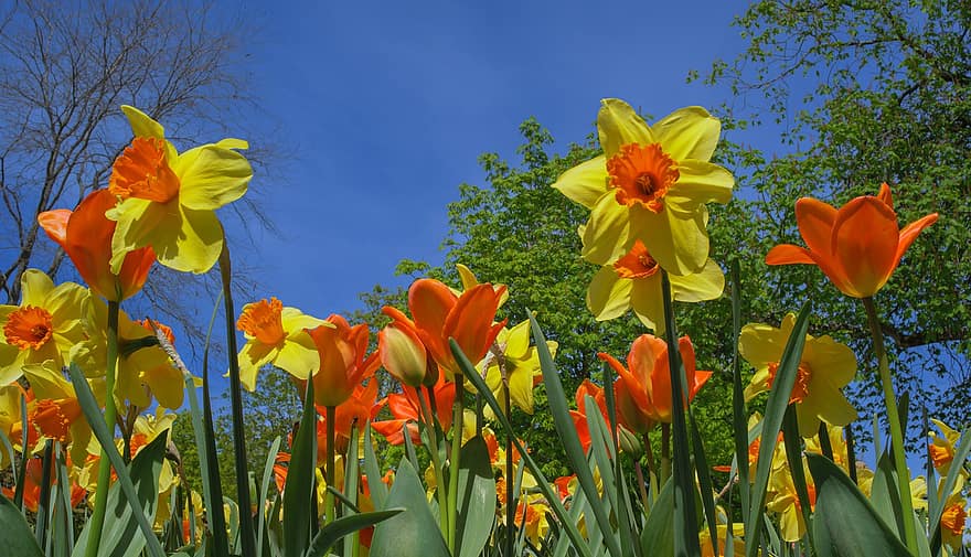 květiny, jaro, narcis, květ, botanika, růst, pole, Příroda, venku, žlutá, vícebarevné