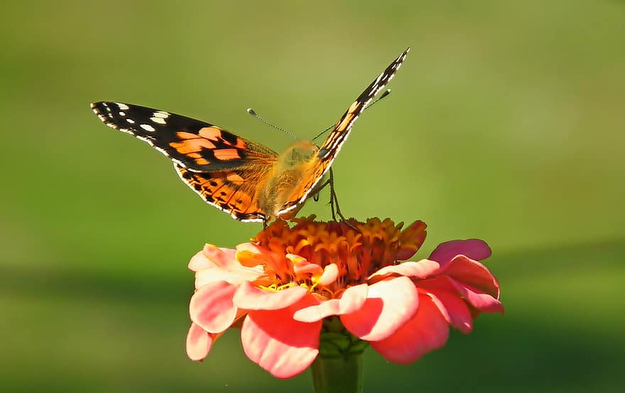 Schmetterling, Insekt, Blume, bemalte Dame, Tier, Bestäubung, Zinnie, blühen, blühende Pflanze, Zierpflanze, Pflanze