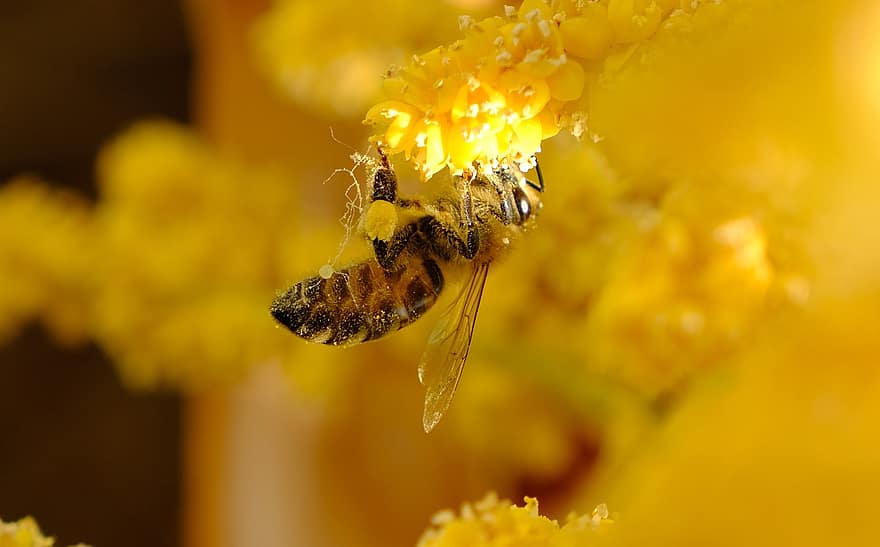 फूल, ताड़ का फूल, पीला, मधुमक्खी, पराग, कीट, प्रकृति
