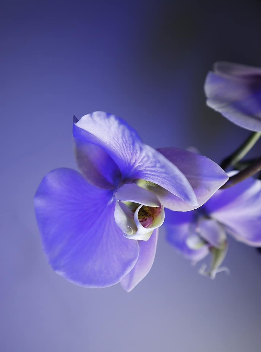 flor, orquídea, floración, botánica, crecimiento, de cerca, planta, pétalo, púrpura, cabeza de flor, hoja