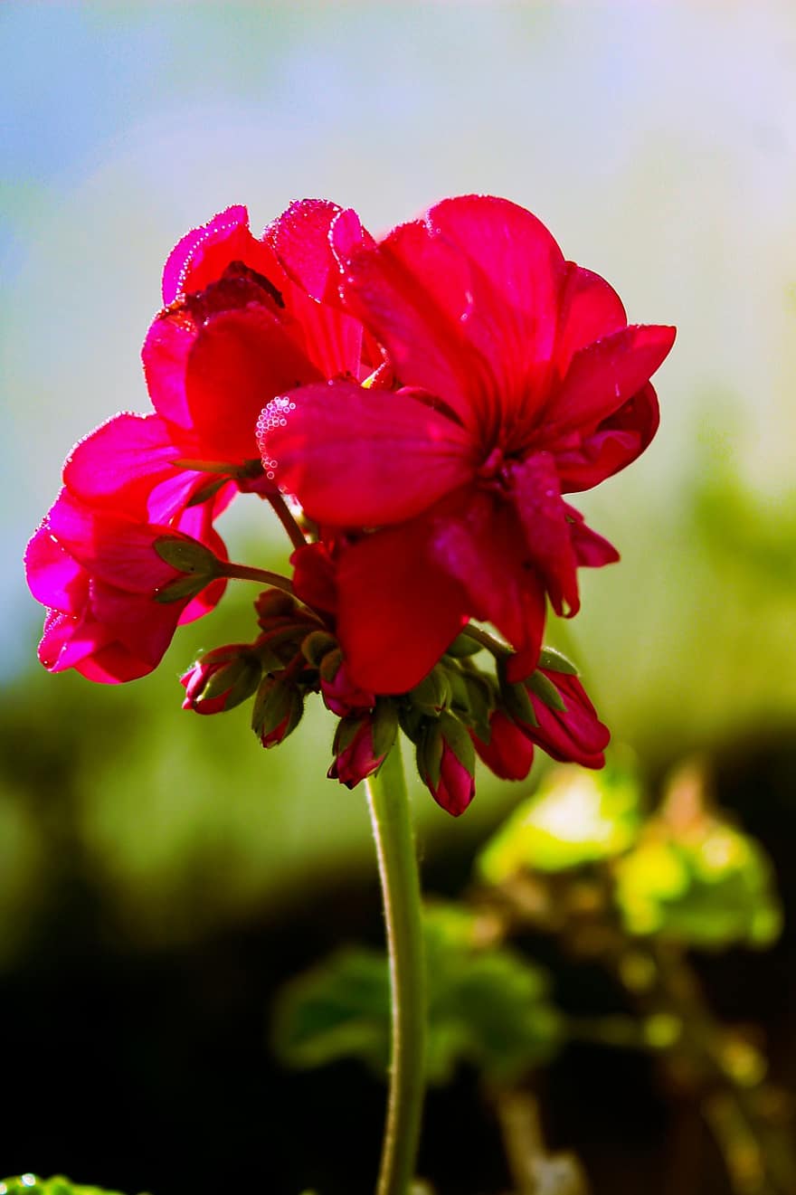 flor, vermell, rosa, amor, florir, jardí, rosella, planta, naturalesa, estiu, romàntic